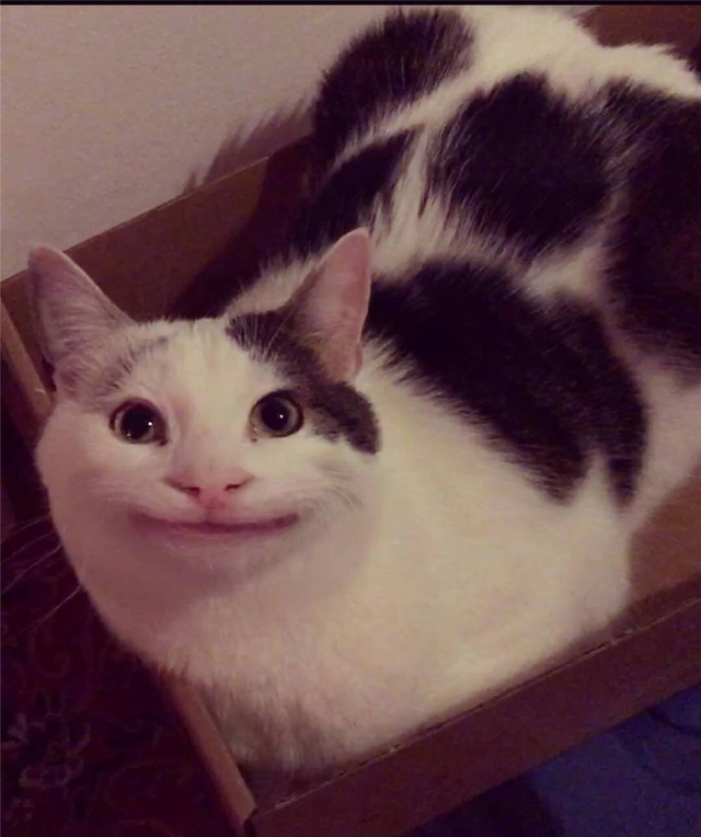 简直是喵版假笑男孩啊,快来看看这尴尬而不失礼貌的微笑