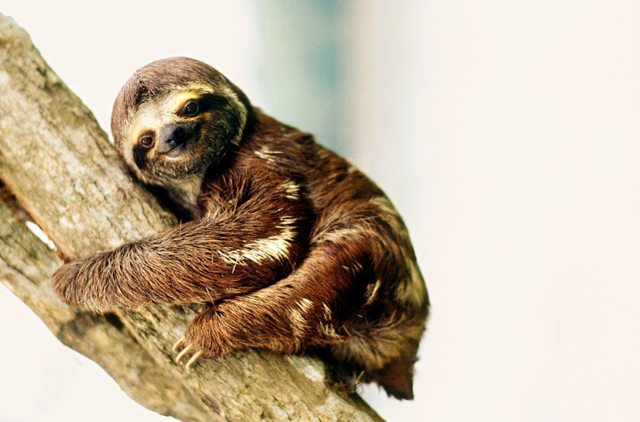 树懒宝宝为什么看起来总是在笑?简直太憨态可掬啦!