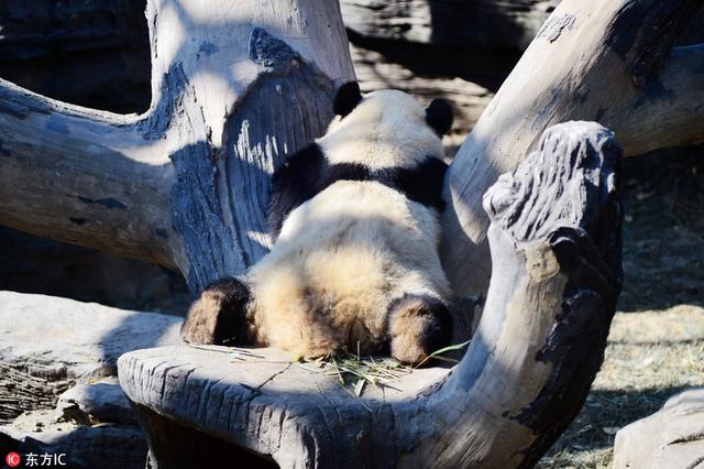 當日,北京氣溫回升,北京動物園內的大熊貓也走到室外盡情享受翠竹美食