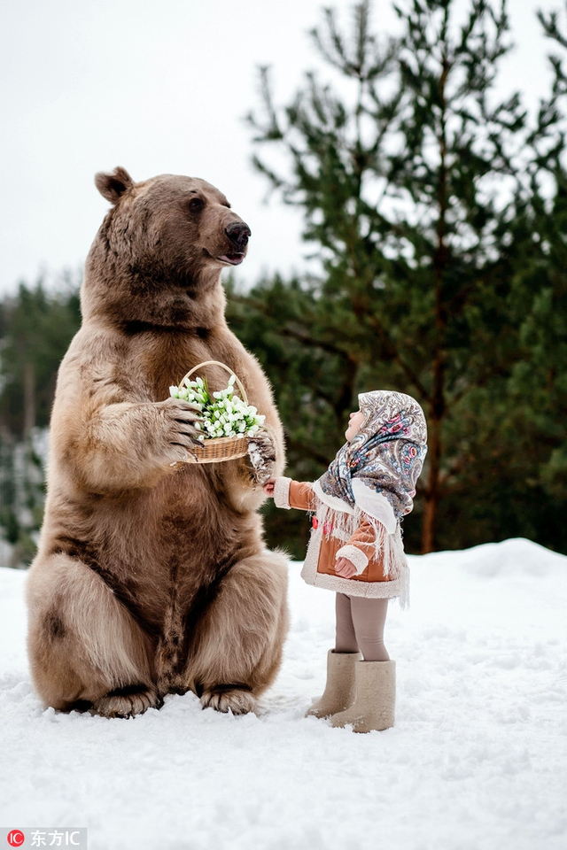 小萌娃与大棕熊亲密互动
