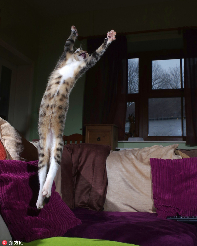 铲屎官拍下猫咪各种跳跃照