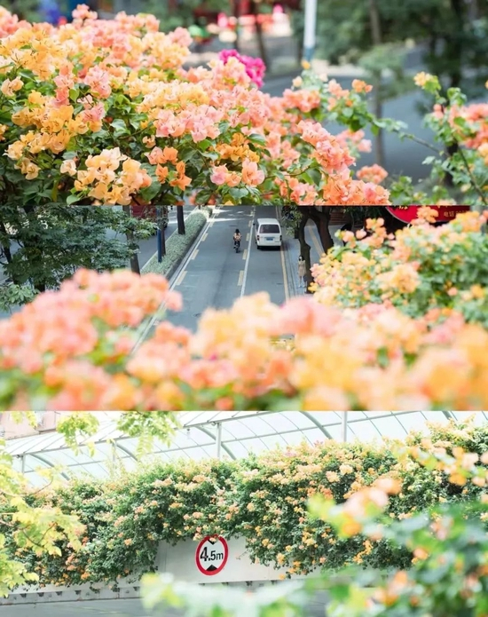 小红书@西瓜 猫