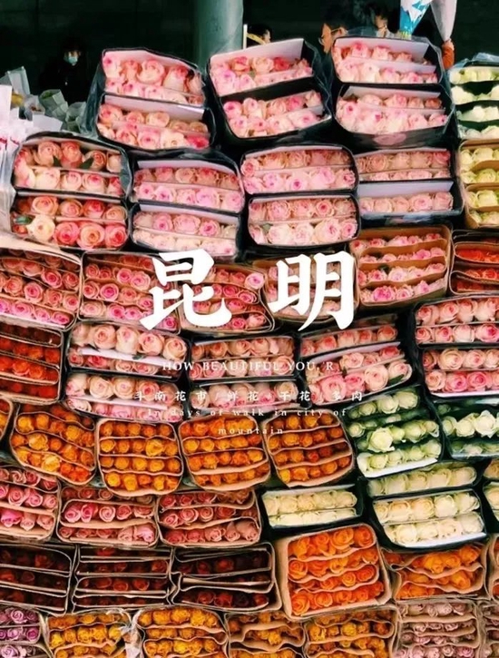 小红书@一只野生绵