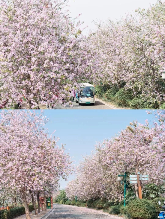 海珠湿地 小红书@西瓜 猫