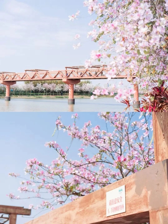 小红书@西瓜 猫