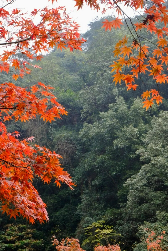小飞君本周实拍👆 @baozi