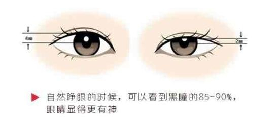 瞳孔（黑眼珠）曝露率