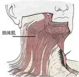颈阔肌