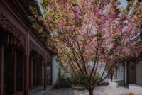 400年紫藤花墙美上热搜 春天的苏州藏了太多惊喜