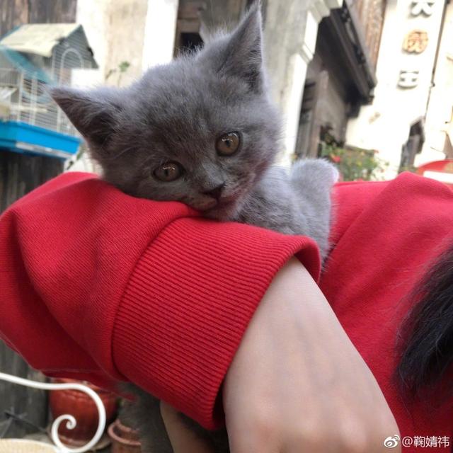 鞠婧祎抱猫的头像图片