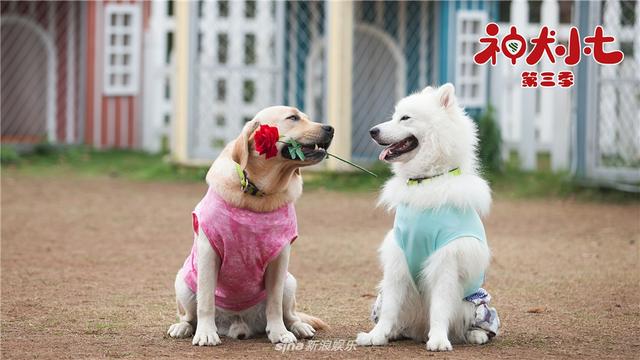 《神犬小七第三季》曝花絮