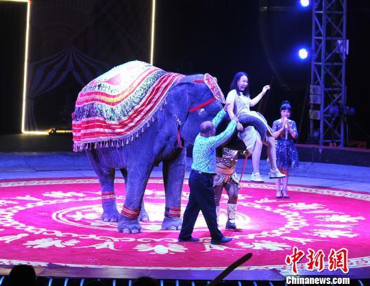 大象“罗文”与观众互动　活动组委会供图