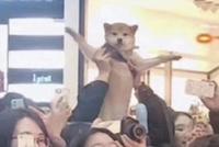 狗子被迫追星!粉丝为吸引刘昊然注意力当众举柴犬