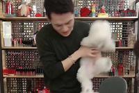 李佳琦直播两只狗打架 幽默回应“never女明星你上热搜了”