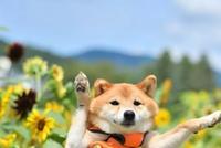 柴犬陪主人吃饭火爆网络 萌翻100W+网友