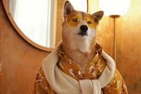 这只日本柴犬人称“狗中仲基” 年仅四岁月入十万