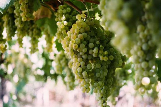 图片来源：Wine Enthusiast