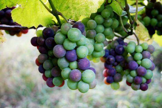 图片来源：Wine Enthusiast