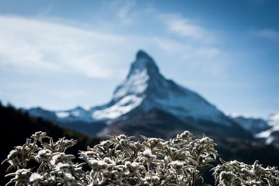 孕育于海拔4000m+的阿尔卑斯山脉极地臻萃：高山火绒草（雪绒花）