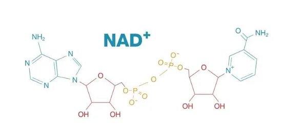 NAD+的分子结构