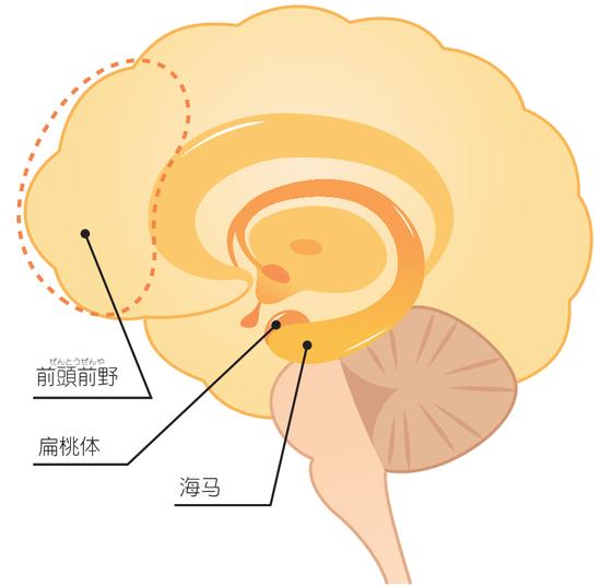 压力加速大脑萎缩？睡眠不足也会提高认知功能障碍的风险！