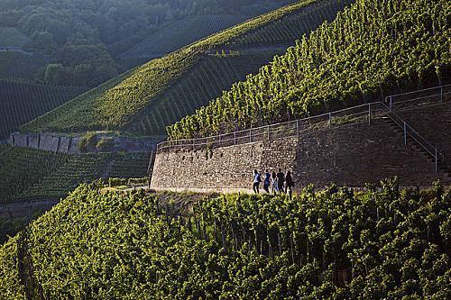 图片来源：www.germanwines.de