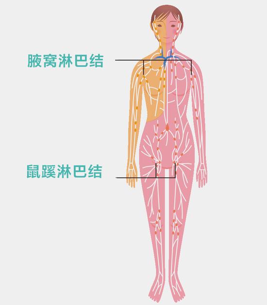 淋巴结的位置图片