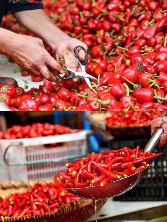 ▲ 遵义虾子镇，农户在采摘和制作鲜辣椒。图/ 视觉中国
