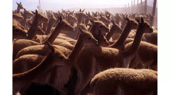 Vicuna（via Scabal）