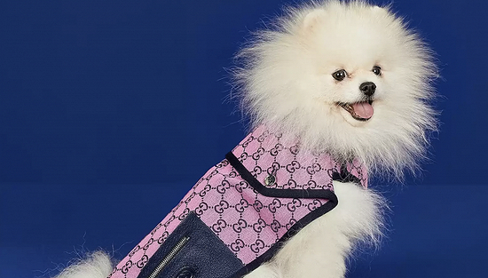 图片来源：GUCCI