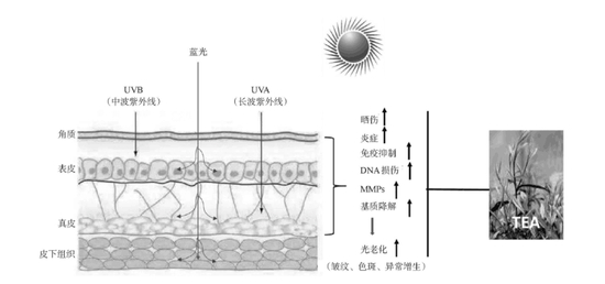 图源参考文献[9]