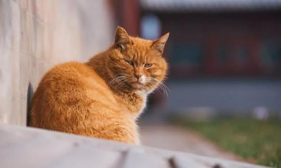 &nbsp;连故宫宫猫“白点”去世也上了热搜，牵动举国上下千万猫奴的心