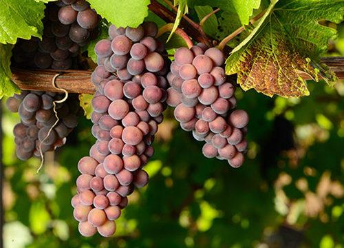 图片来源： Vinepair