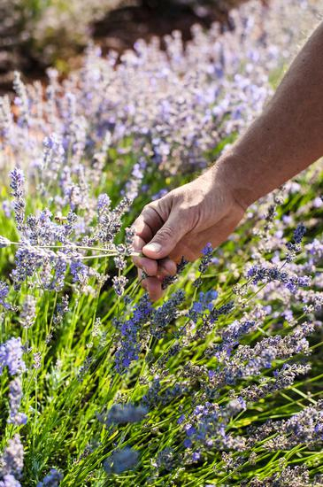 lavender_JulietteTreillet