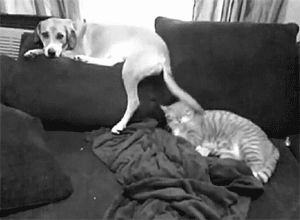 猫狗大战
