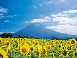 北海道之夏 在花海中度蜜月