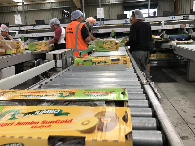 考核通过的佳沛新兰奇异果