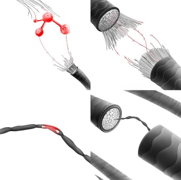 “三臂”阿尔法酸修护过程示意图