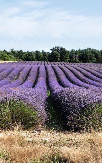 薰衣草田