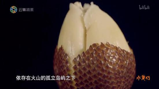 蛇皮果