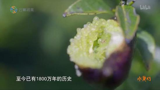 指橙