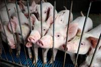 百姓碗里的猪肉有保障吗?农业农村部回应热点问题