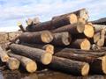 千里目：7月木材市场行情展望