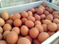 一季度过半江苏蛋价“过山车”，3月份或低位回暖