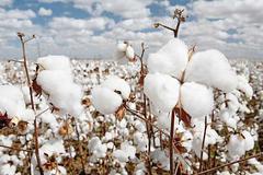 系列报道之二：棉花期货已成产业风向标