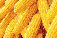 二：玉米期权为贸易商提供避险新工具