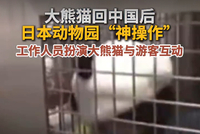 大熊猫回中国后，日本动物园“神操作”，工作人员扮演大熊猫与游客互动