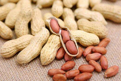 花生期货挂牌上市