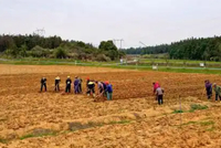 中央农村工作会议：全面开展第二轮土地承包到期后再延长三十年整省试点