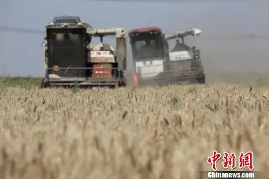资料图：收割机正在收割成熟的小麦。薛辉 摄